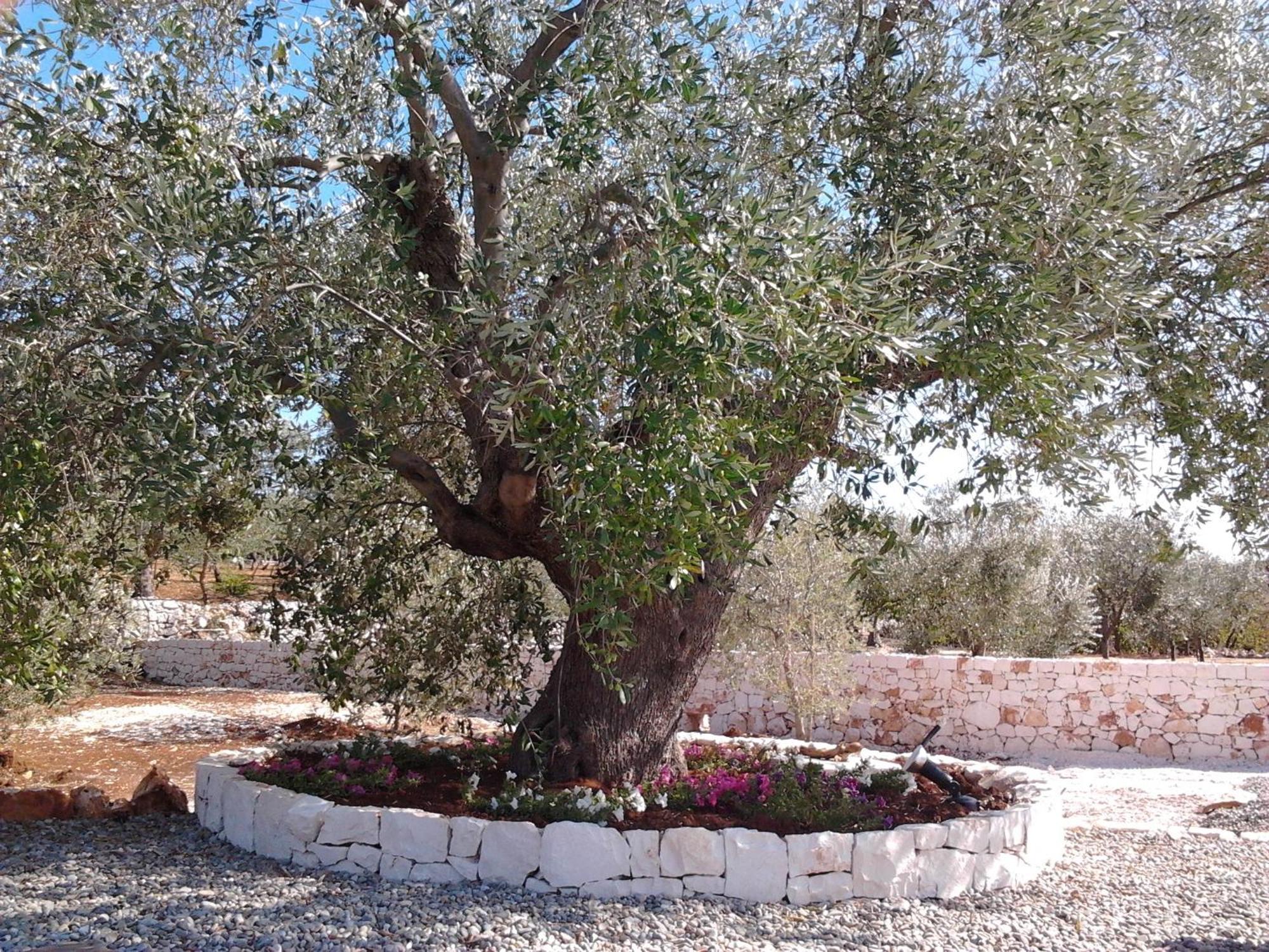 Maison d'hôtes Trulli & Grotte Exclusive House à Castellana Grotte Extérieur photo